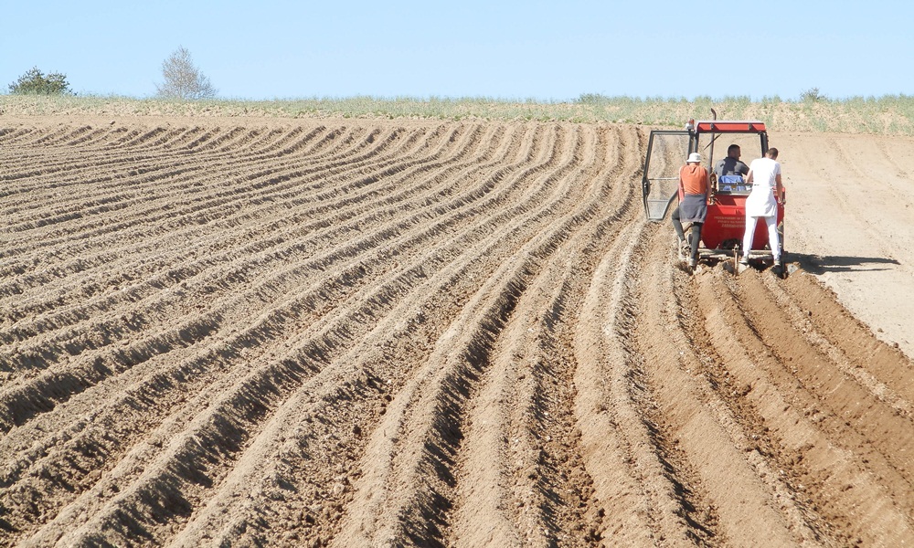 По хектару 18.000 динара - орање у Радијевићима (Фото: Ж. Дулановић)